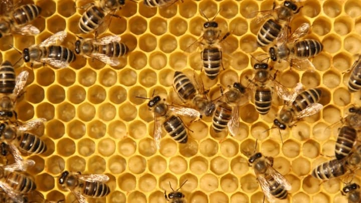 Close-up of a bee colony on a beehive