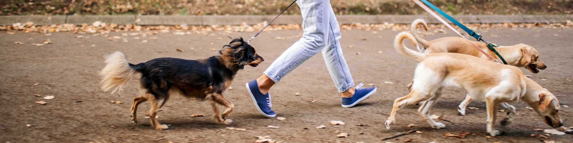 Pet Friendly | Ranch Creek Living in Helotes, Texas