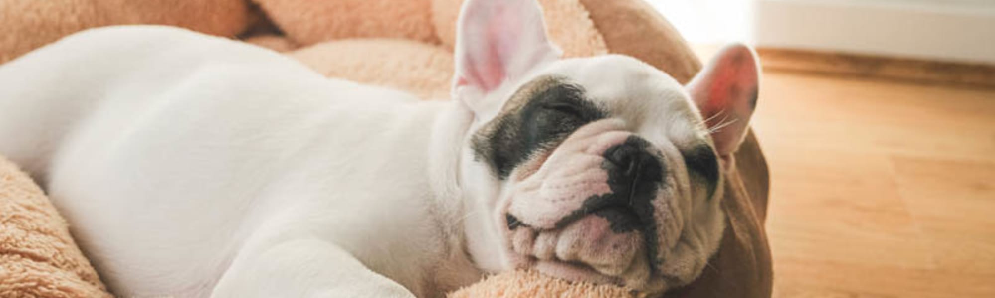 Pet-friendly apartments at Enclave at Lake Ellenor in Orlando, Florida