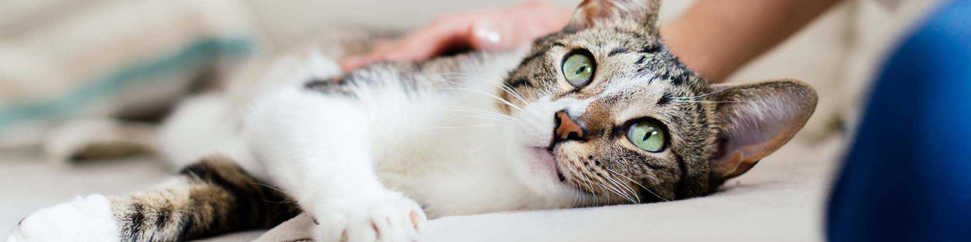 Pet Friendly | Plaza at Sherman Oaks in Sherman Oaks, California