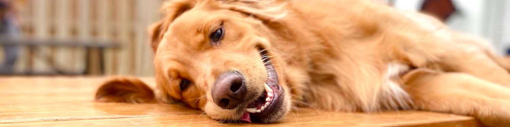 Pet-Friendly | The Terraces At Copper Leaf in Nixa, Missouri