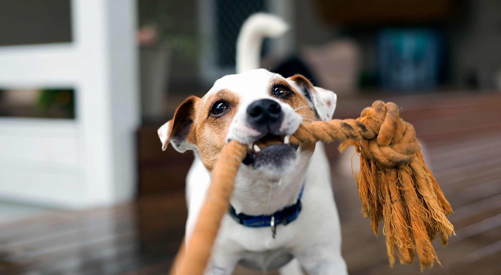 Pet Friendly at The Standard at Pinestone in Travelers Rest, South Carolina