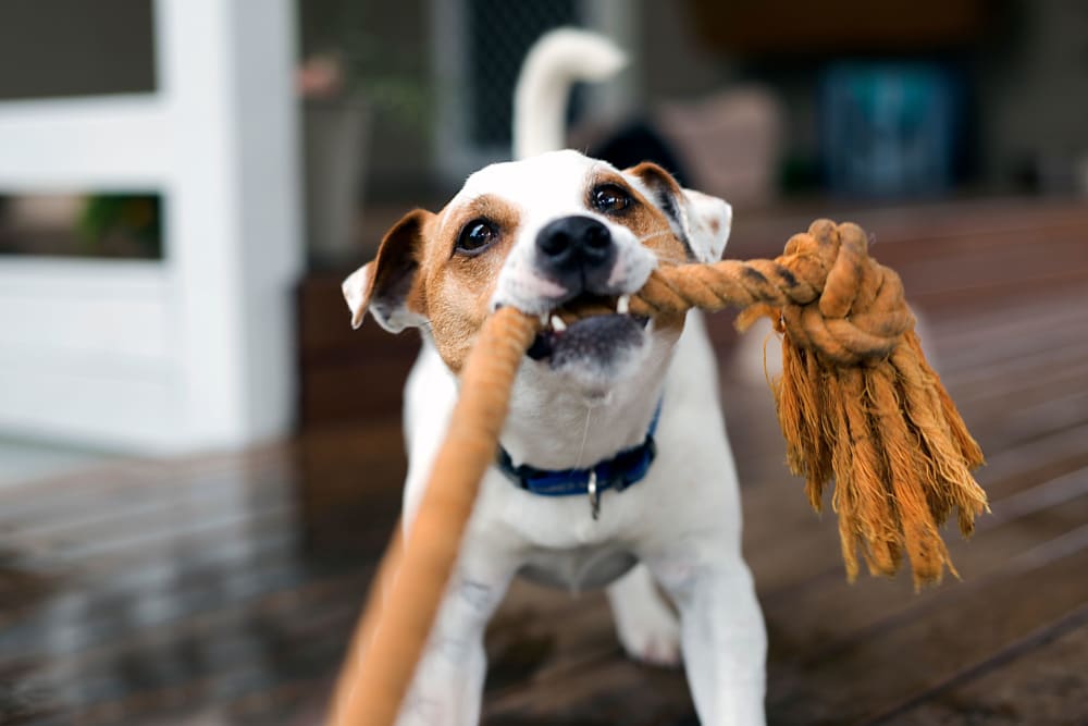 Dog playing with rope toy at Northcreek in Phenix City, Alabama