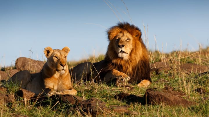 Lions at the Phoenix Zoo near Olympus Steelyard in Chandler, Arizona. 