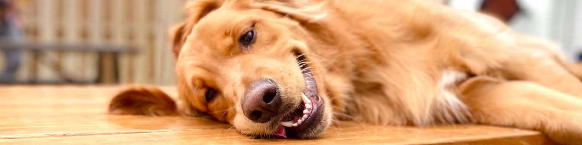 Pet-friendly apartments at Breckinridge Point Apartments in Richardson, Texas