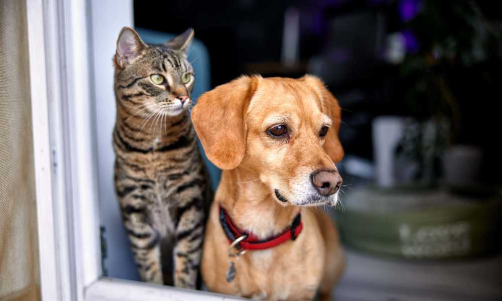 Happy pets looking out of the apartment window at Willow Creek Villas in Sparks, Nevada