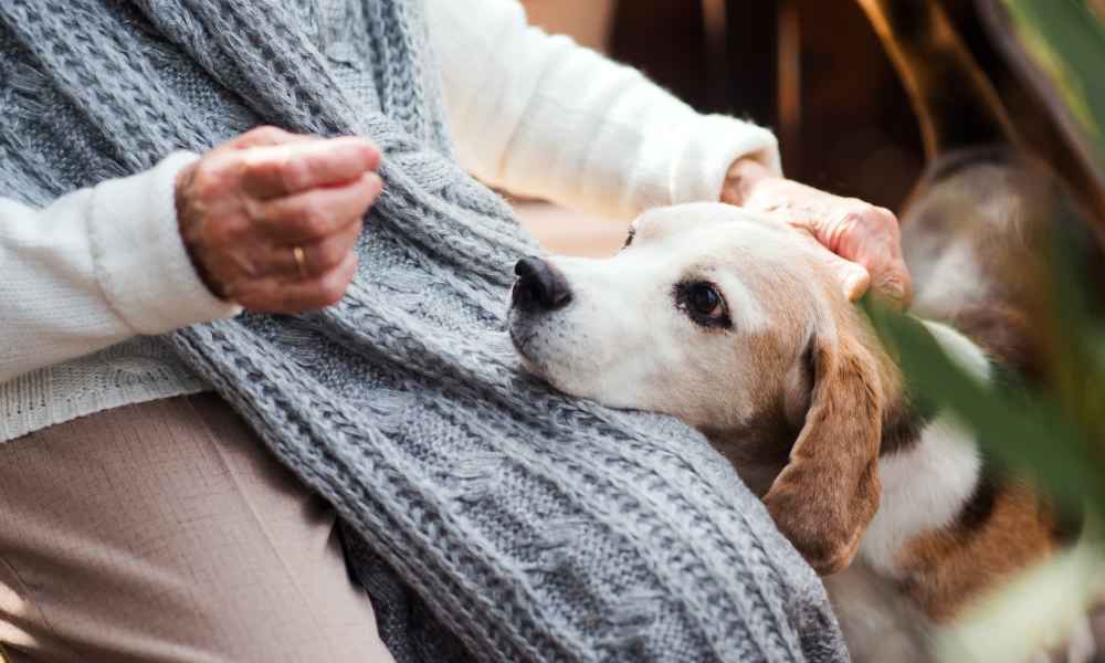 Dog laying in lap of his owner at Eagle Park Vistas in Hanover, Maryland