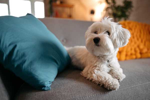 Cute puppy sitting on the couch at Sunpointe in Phoenix, Arizona