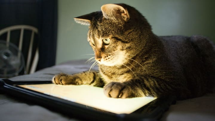 Cat looking at a tablet