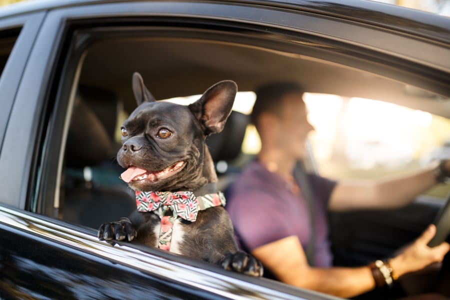 Dog looking out the car window at Turtle Creek Vista Apartments in San Antonio, Texas