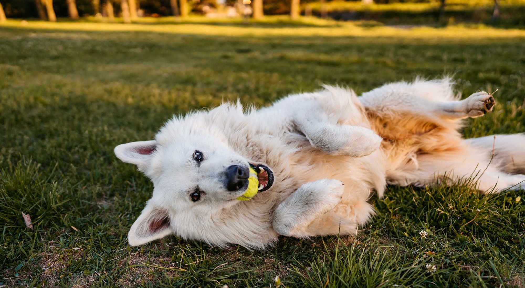 Pet-friendly apartments at Ansley Murrayhill in Tigard, Oregon
