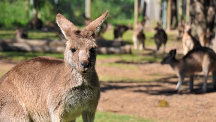A kangaroo at a grassy park with other kangaroos in the background