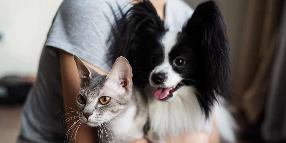 Cat and dog at Walnut Apartments in Santa Rosa, California