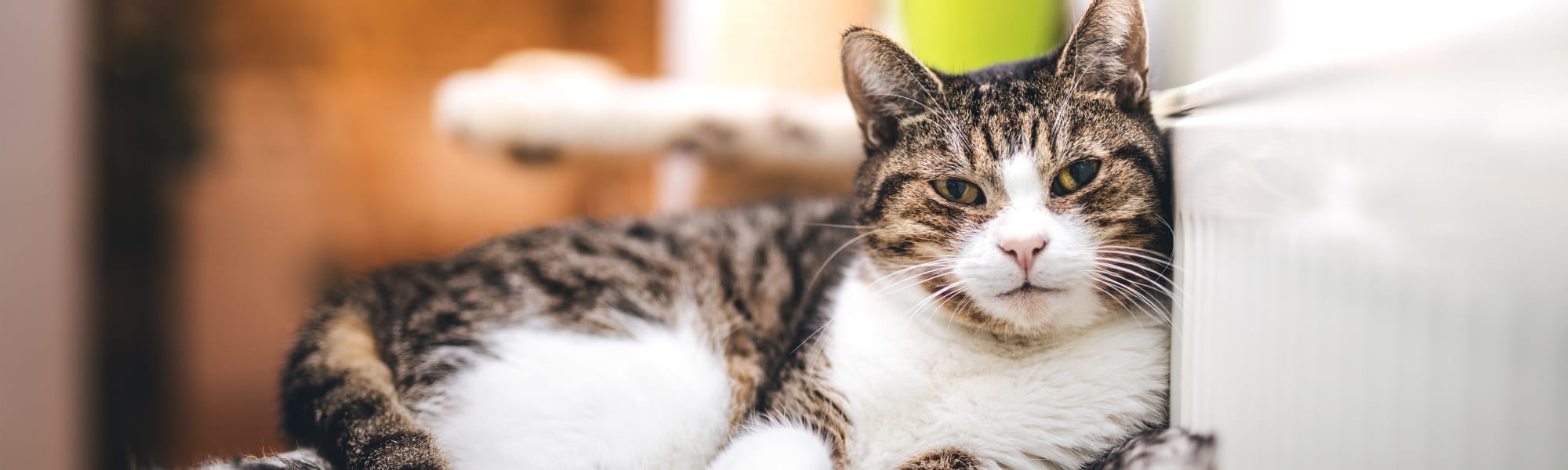 The Mark at Brickyard Apartment Homes's pet policy in Beltsville, Maryland