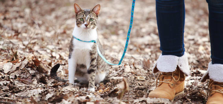 Cat out on a walk with their owner at FalconView in Colorado Springs, Colorado