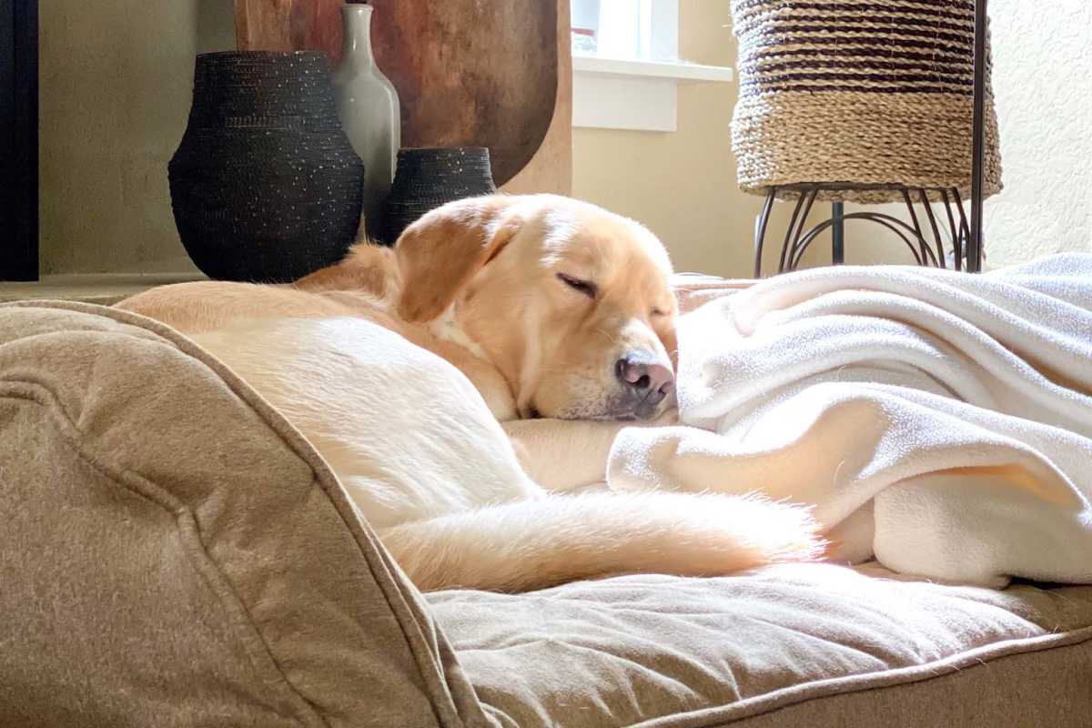 Dog sleeping peacefully on a bed at North Grand Villas in Amarillo, Texas
