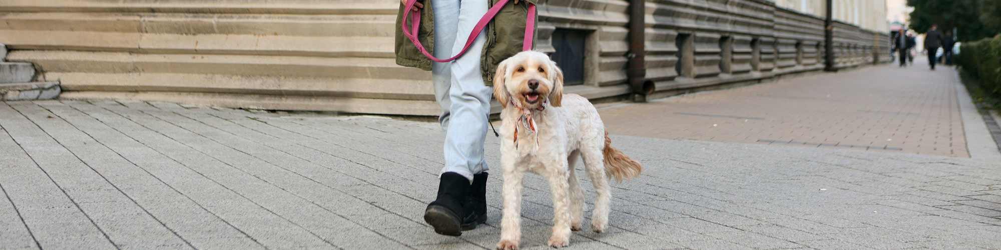 Pet Friendly | Sunflower Estates in Indianola, Mississippi