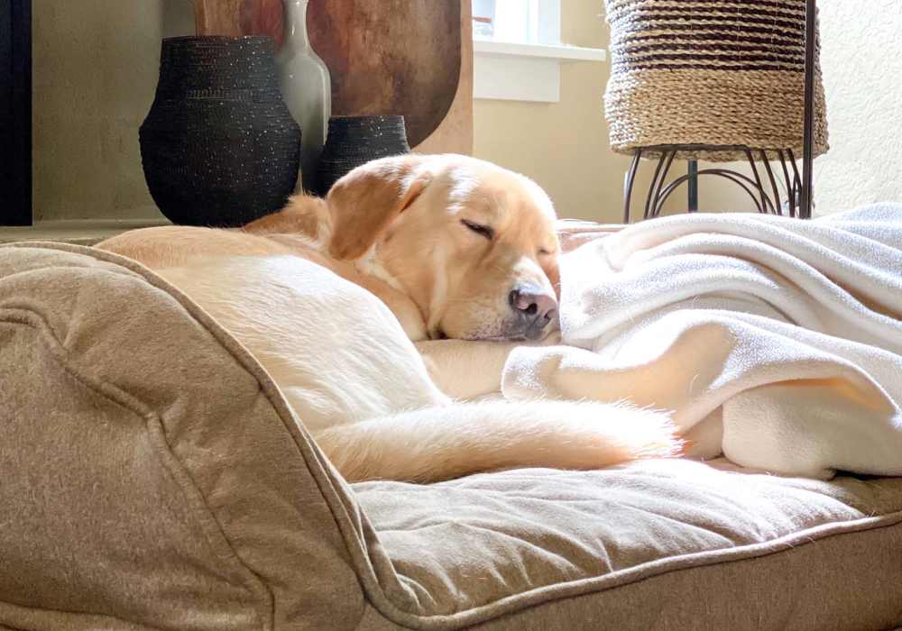 Resident dog at Harbor Cove Apartments in Foster City, California