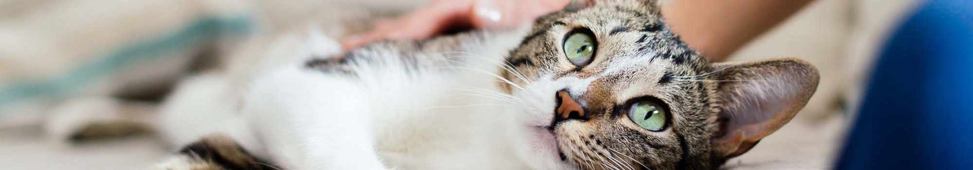 Ennova Highlands's pet policy in Arlington, Texas