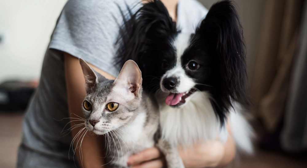 Resident playing with thier pets at Burlington Arms in Los Angeles, California