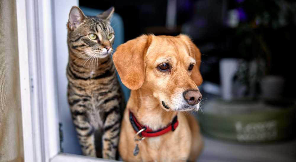 Resident's pets at Revolution in Henderson, Nevada