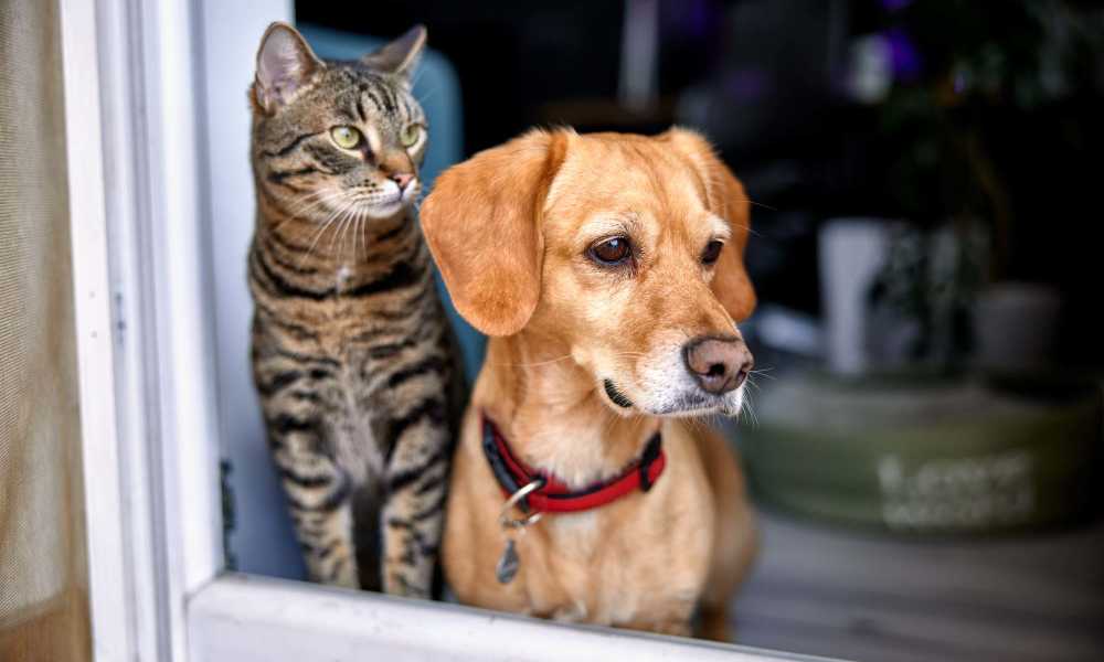 Beautiful picture of cat and a dog looking at Fox Creek Estates in East Amherst, New York