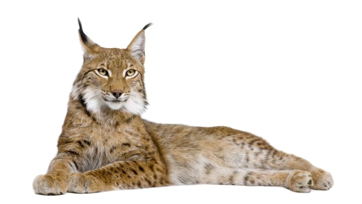 A lynx against a white background