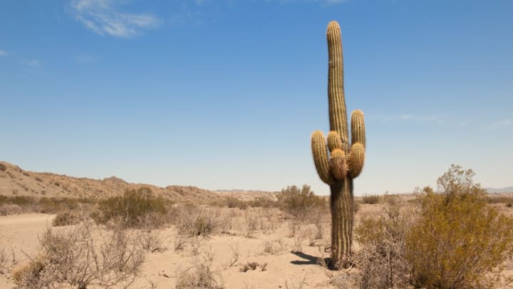 Cactus in the desert sand near Vive in Chandler, Arizona