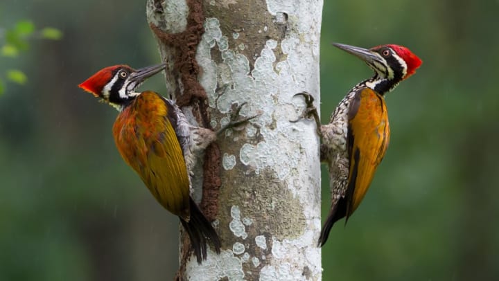Pair of woodpeckers on a tree at the Trinity River Audubon Center near Olympus Las Colinas in Irving, Texas