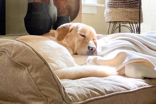 Dog resting on a couch at Vale Overland Park Apartments in Overland Park, Kansas