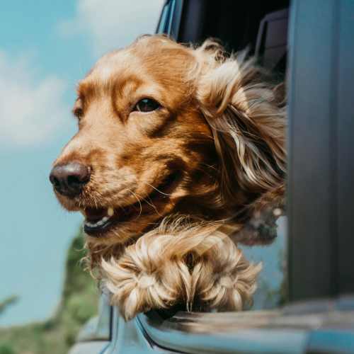 Dog in a car at Champions Vue Apartments in Davenport, Florida