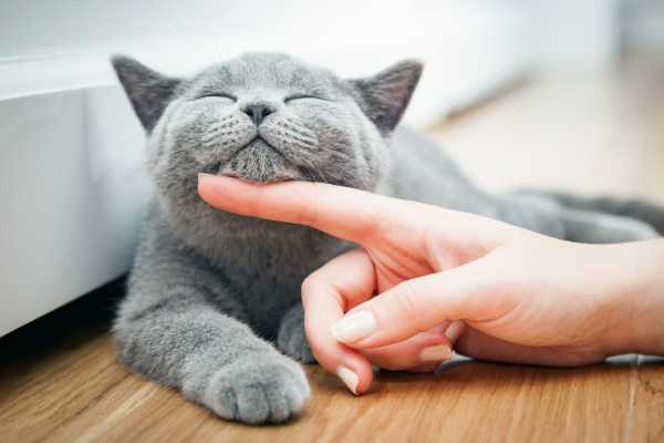 Happy resident and her kitty at Kings Gate Apartments / King James Apartments in Vancouver, Washington