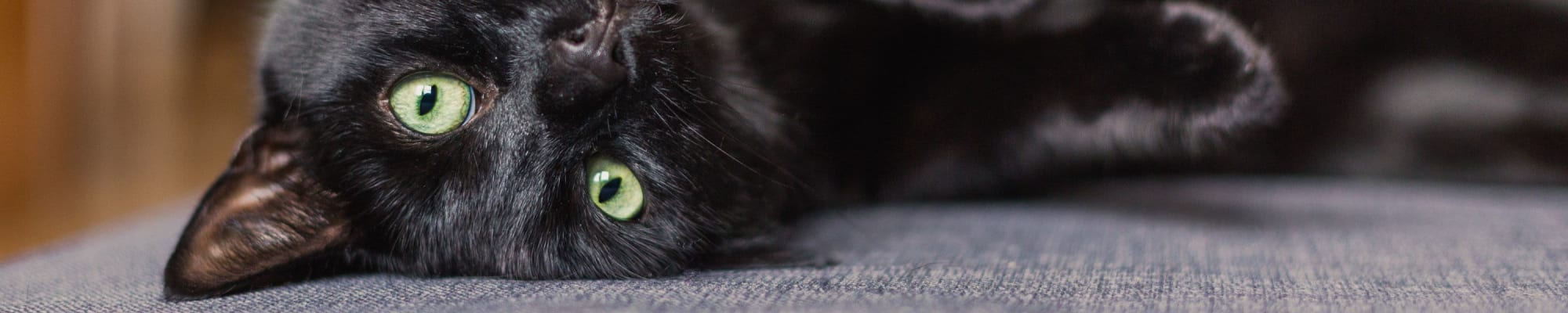 Pet Policy at The Reserve at Red Bank Apartment Homes in Chattanooga, Tennessee