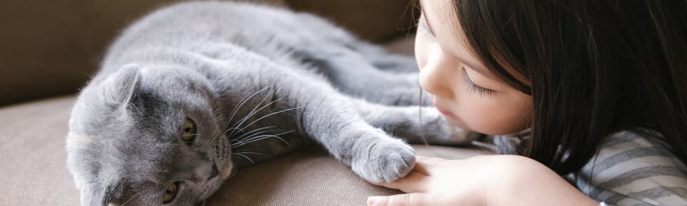 resident young girl playing with her cat at Trinity Way in Fremont, California