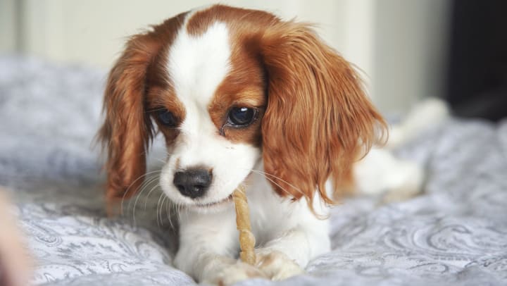 A Cavalier King Charles Spaniel puppy chews on a treat