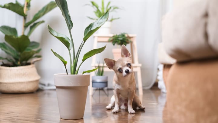 A dog sitting next to a plant