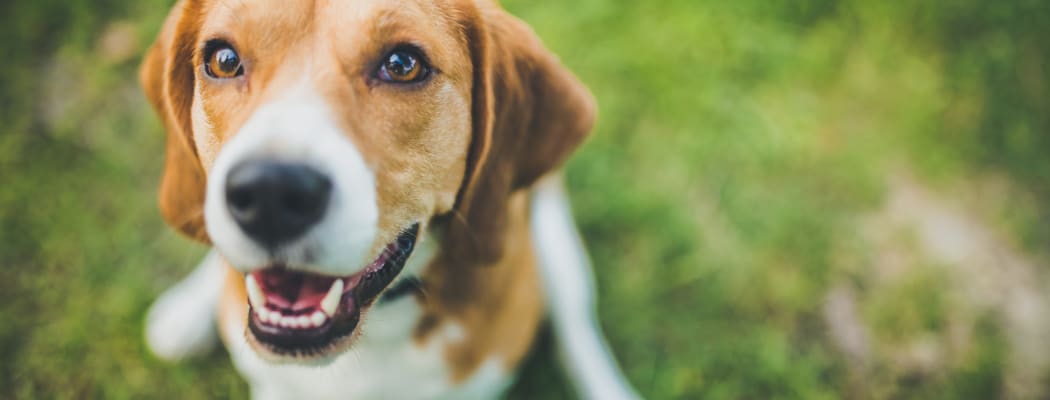 Happy dog outside at Home Place Apartments in Chattanooga, Tennessee