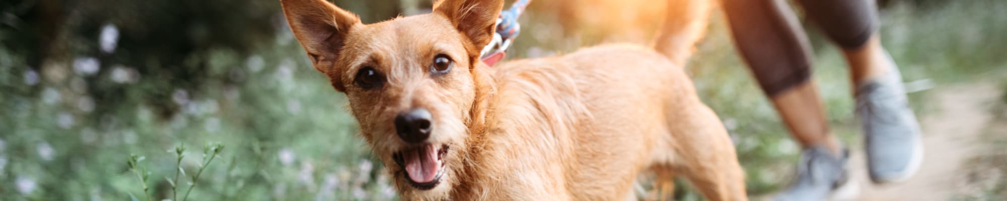Pet Policy at The Summit at Sunnybrook Village in Sioux City, Iowa