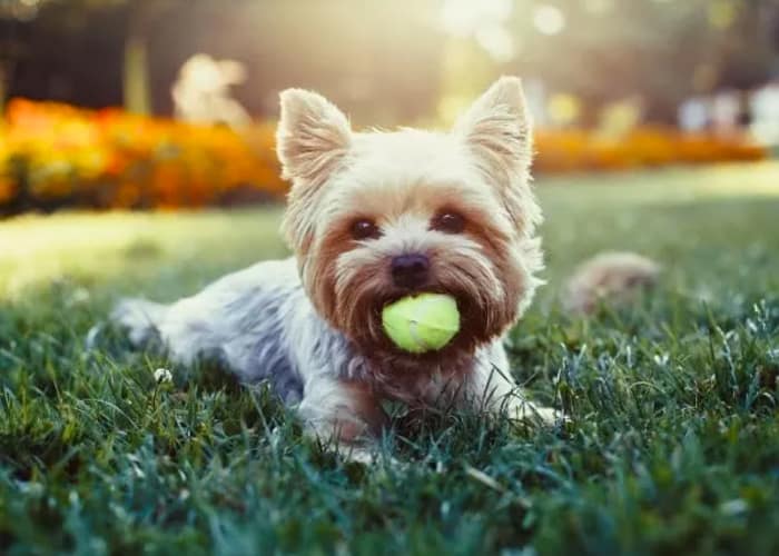 Tuscany Villas of Brandon Apartment Homes is Pet-Friendly