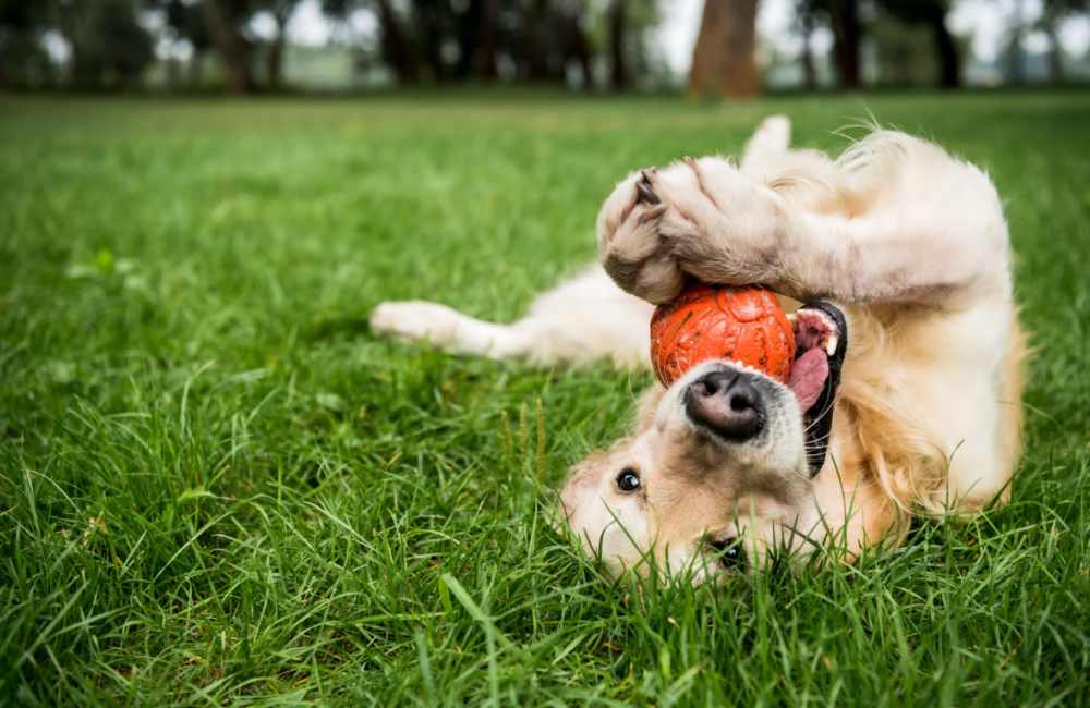 Dog park at Highpoint Club in Orlando, Florida
