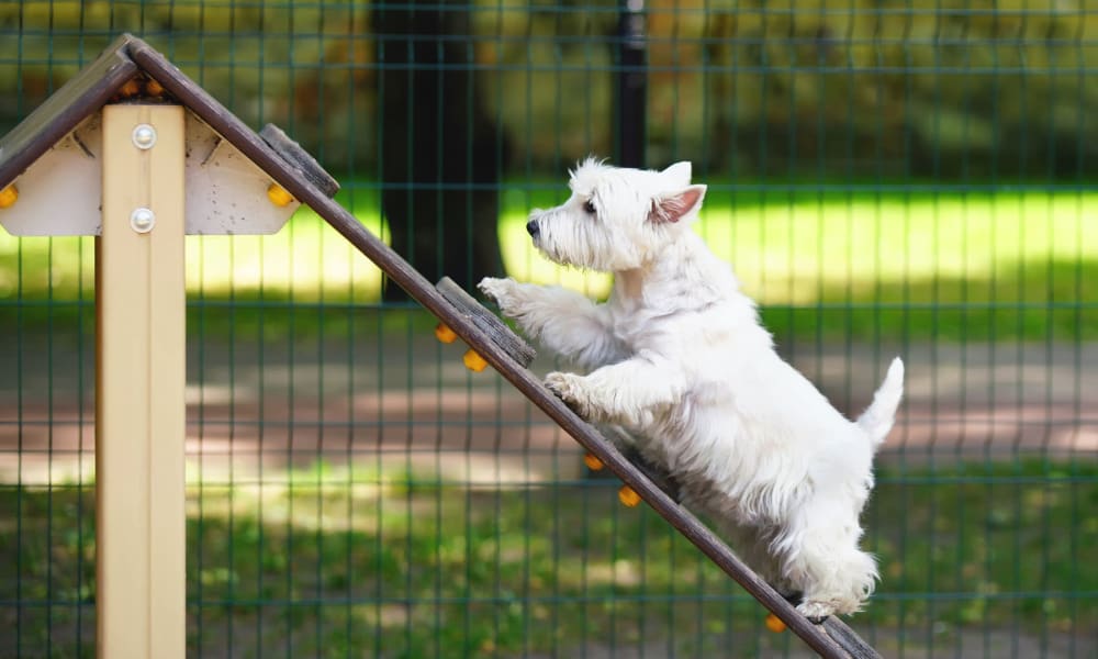 Happy pup getting some exercise on the agility course at a dog park near Oaks 5th Street Crossing At City Center in Garland, Texas