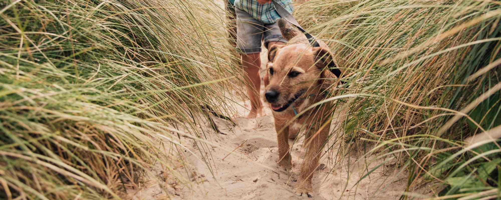 Pet Friendly | The Station at San Marco in Jacksonville, Florida