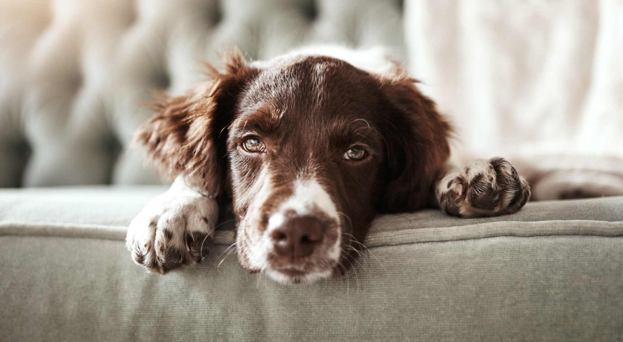 Pet Friendly | Park Place Apartments in Reno, Nevada