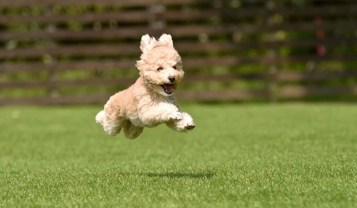 Close to dog park at Villages at Arbor Walk in Foley. AL