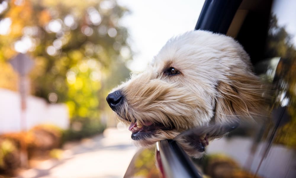 Dog hanging it's head out the window of a car near Harbor Oaks Apartments in Sacramento, California