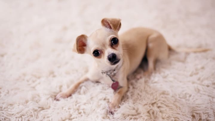 Apartments that allow shop 3 dogs