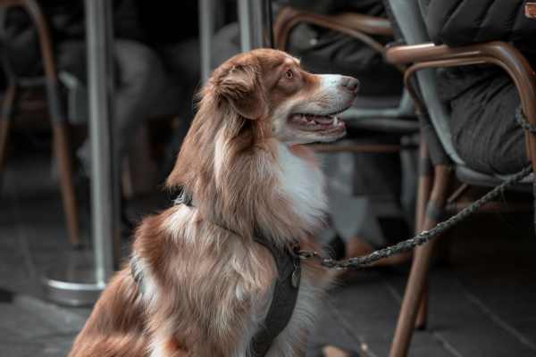 dog friendly patio near San Simeon