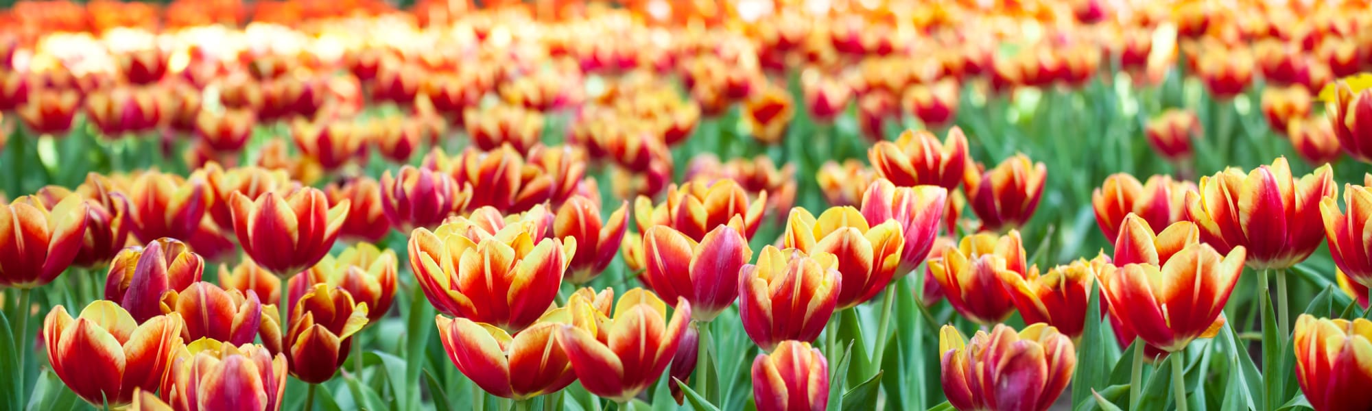 Testimonials from residents and family at Kennedy Meadows Gracious Retirement Living in North Billerica, Massachusetts