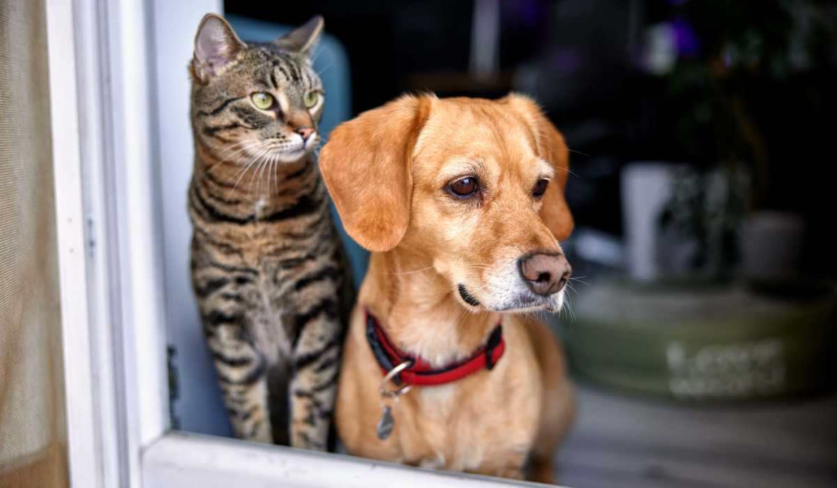 Cute pet cat and dog at The Lofts At West 7th in Fort Worth, Texas