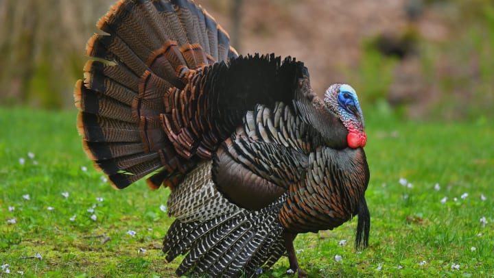 A large turkey standing in a grassy area. 